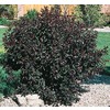 Schipka Cherry Laurel