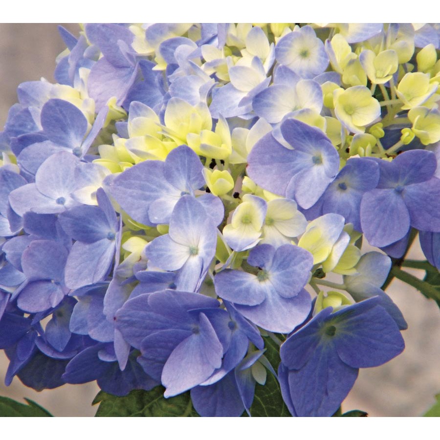 Shop 1Gallon Blue Nantucket Blue Hydrangea L25722 at Lowes.com