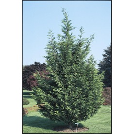lillian cypress tree