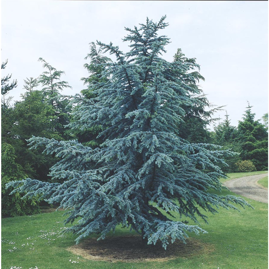 blue cedar tree