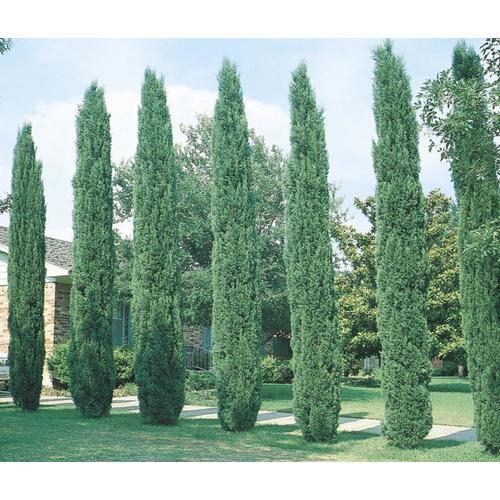 italian cypress spacing