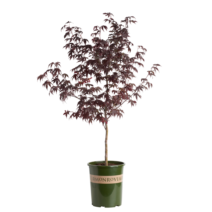 shop monrovia 3 58 gallon bloodgood japanese maple at lowes com shop monrovia 3 58 gallon bloodgood japanese maple at lowes com