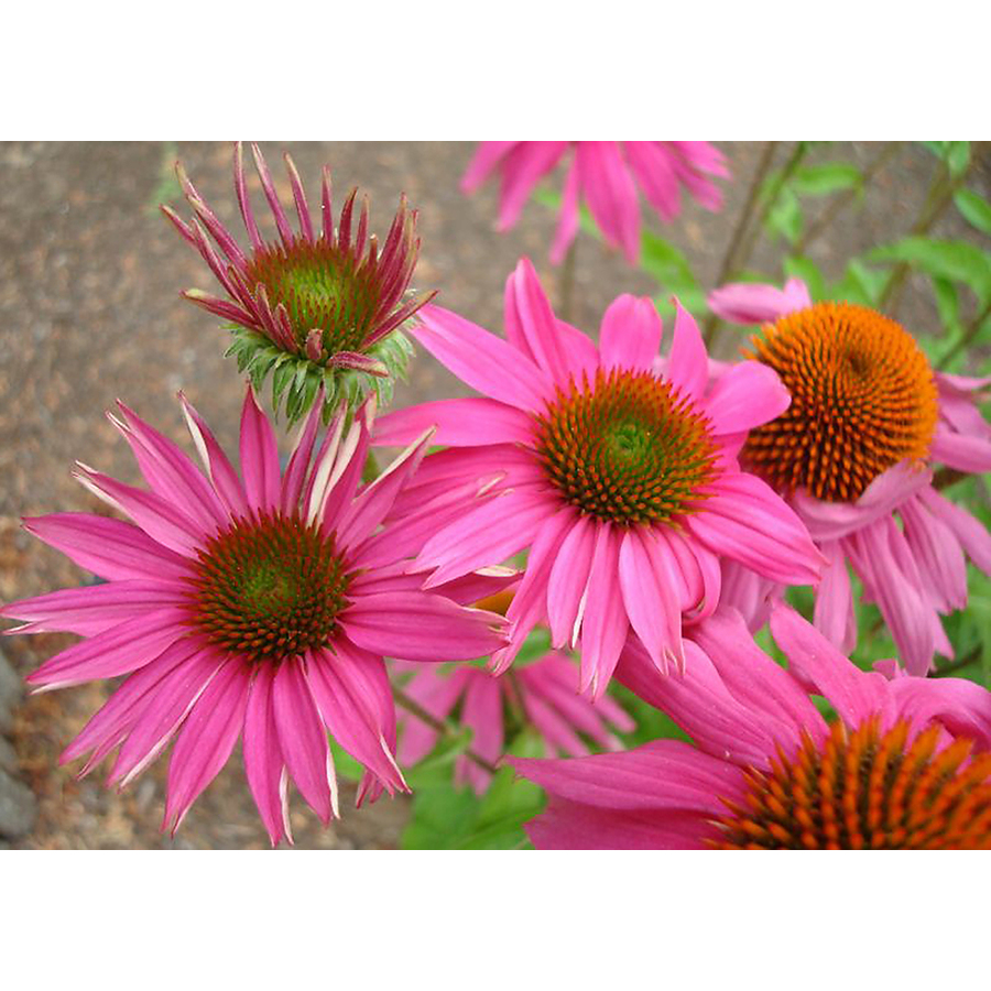 best time to move purple coneflower