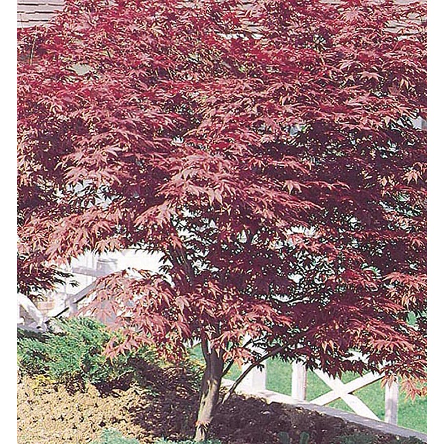 maple tree lowes shop 2 25 gallon japanese maple l3165 at lowes maple tree lowes shop 2 25 gallon japanese maple l3165 at lowes