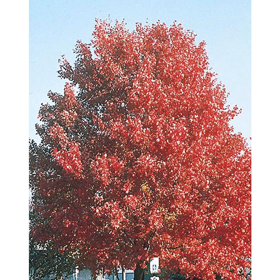 Autumn Glory Maple