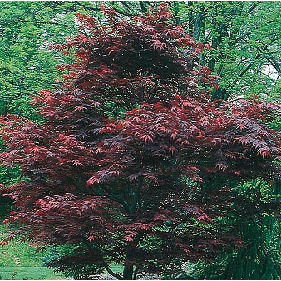 different types of japanese maple trees