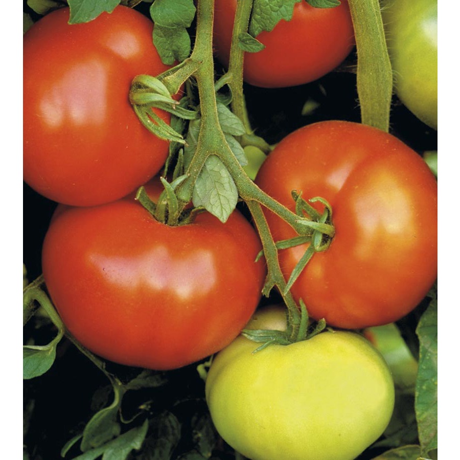 Shop 3 Quart(S) Tomato Assortment Plant (L14917) at