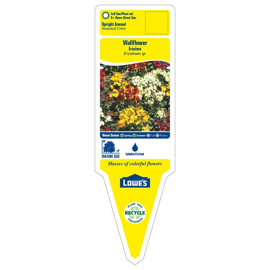 Gardening Direct Wallflowers