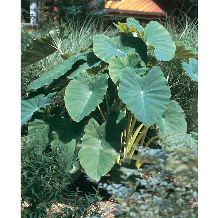 shop 10 pack elephant ear bulbs at lowes com shop 10 pack elephant ear bulbs at lowes com