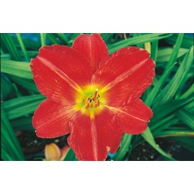 red rum daylily