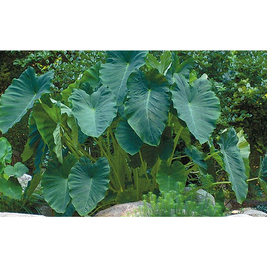 top 28 when to transplant elephant ears 28 best when to transplant elephant ears alison s top 28 when to transplant elephant ears 28 best when to transplant elephant ears alison s