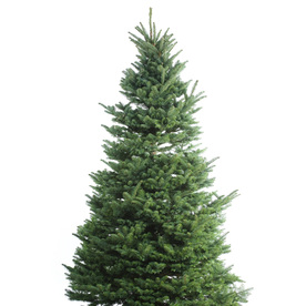 shop 11 12 fresh cut noble fir christmas tree at lowes com shop 11 12 fresh cut noble fir christmas tree at lowes com