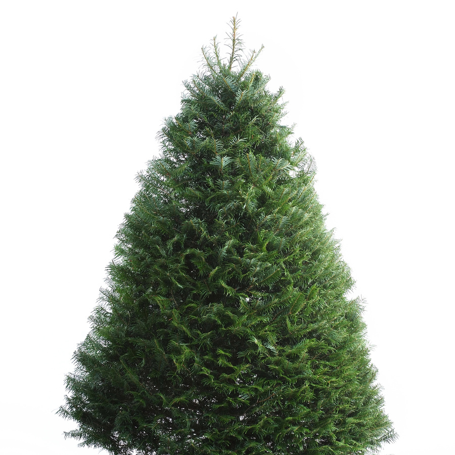 shop 6 ft to 7 ft fresh cut grand fir christmas tree at shop 6 ft to 7 ft fresh cut grand fir christmas tree at