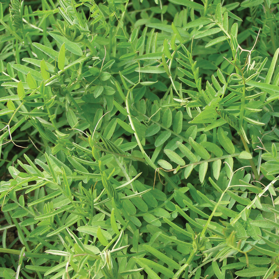 Shop Burpee Hairy Vetch Seed Packet at Lowes.com