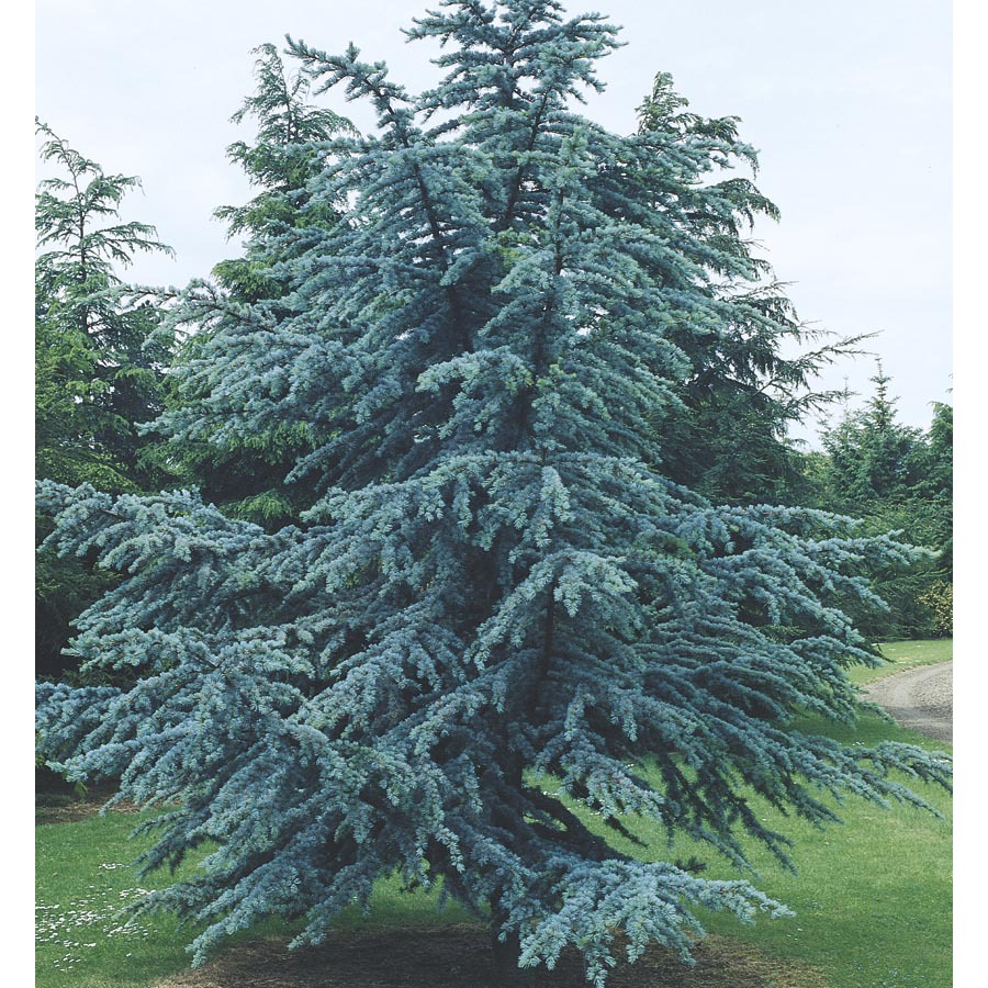 Shop 6-Gallon Blue Atlas Cedar (L4673) at Lowes.com