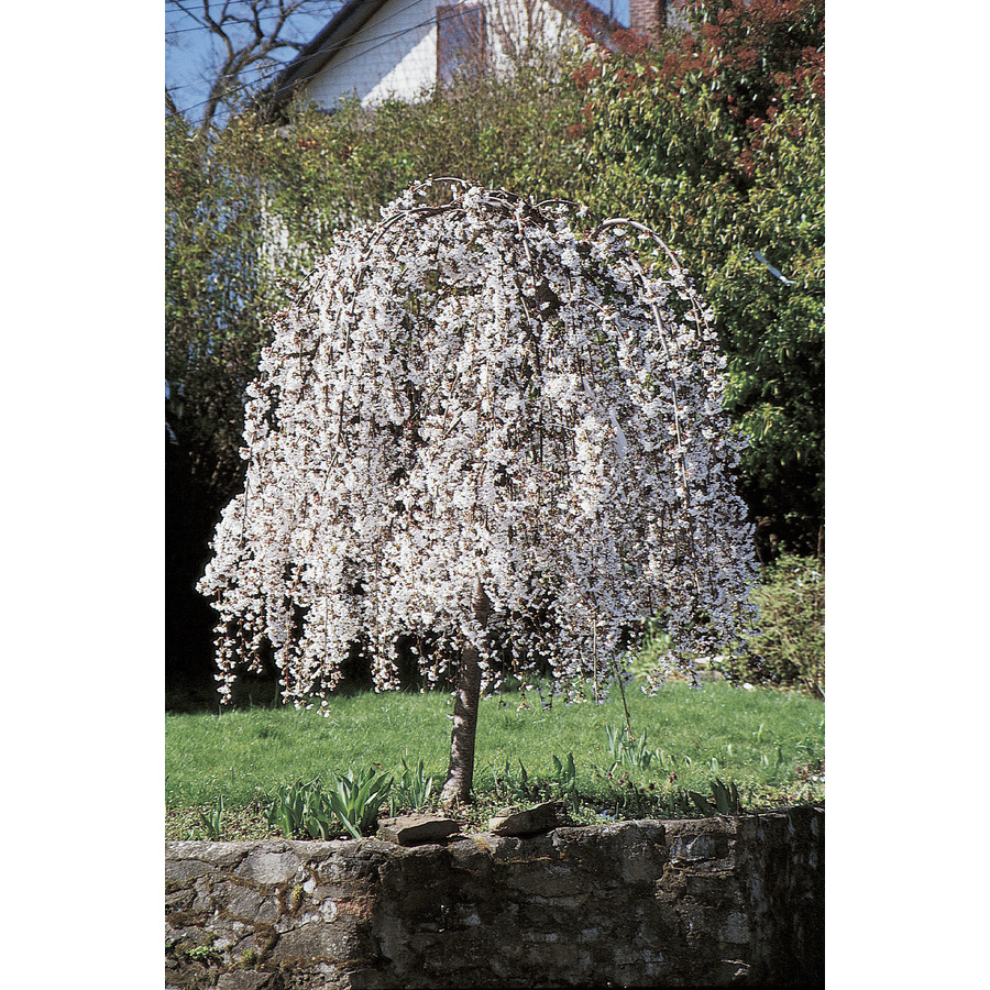5 5 Gallon Pink Weeping Cherry Feature Tree L3232 In The Trees Department At Lowes Com