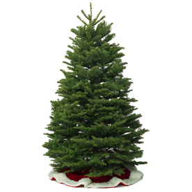 shop 10 11 ft fresh noble fir christmas tree at lowes com shop 10 11 ft fresh noble fir christmas tree at lowes com
