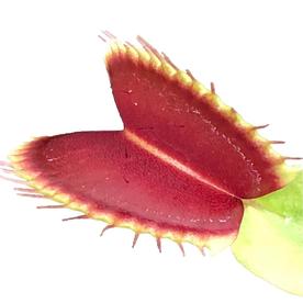 lowes fly trap