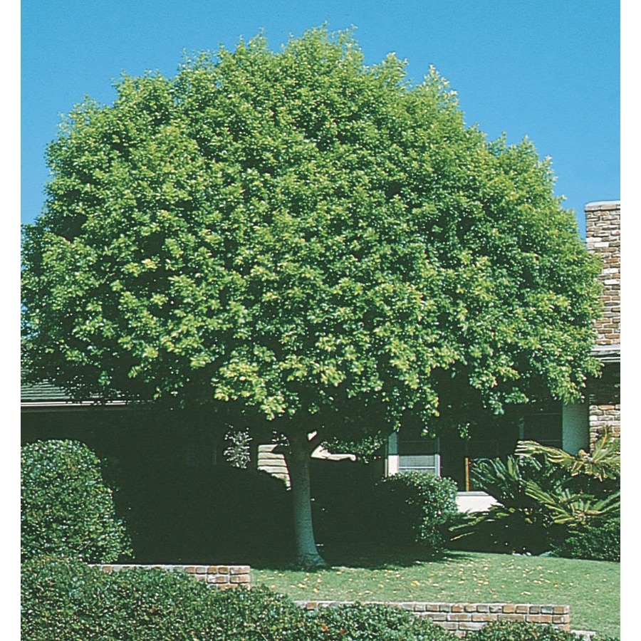 Shop 3.25Gallon Indian Laurel Tree (L14192) at Lowes.com