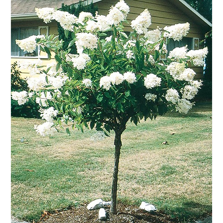 Shop 55gallon White Peegee Hydrangea Tree L9285 At Hydrangea 