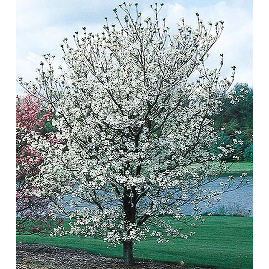 lowes cherokee brave dogwood tree