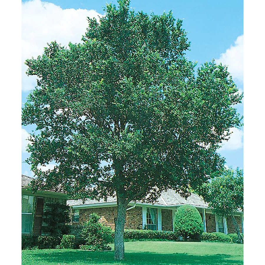 shop-3-25-gallon-cedar-elm-l1416-at-lowes