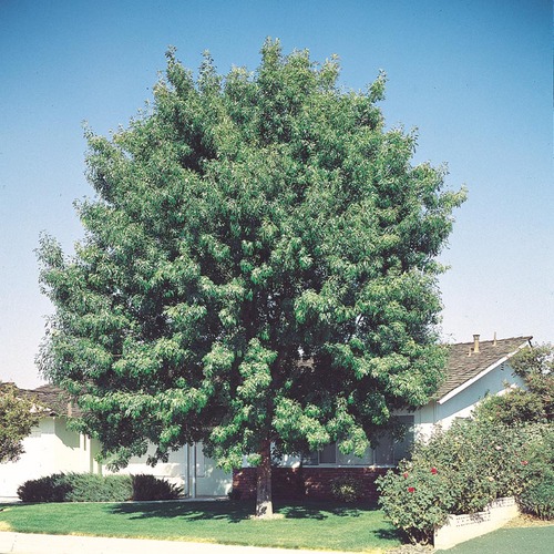 28 Shade Trees Ideas Shade Trees Plants Desert Trees