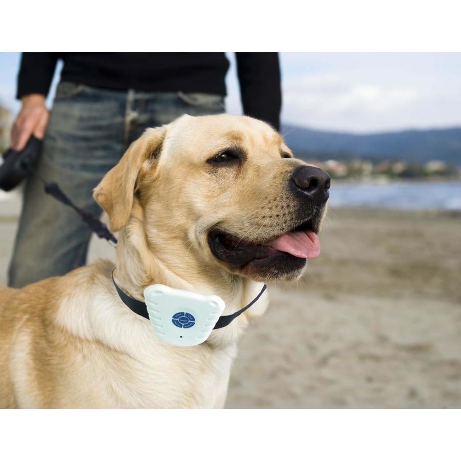 lowes dog shock collar