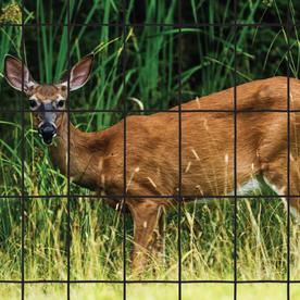 vinyl coated deer fence