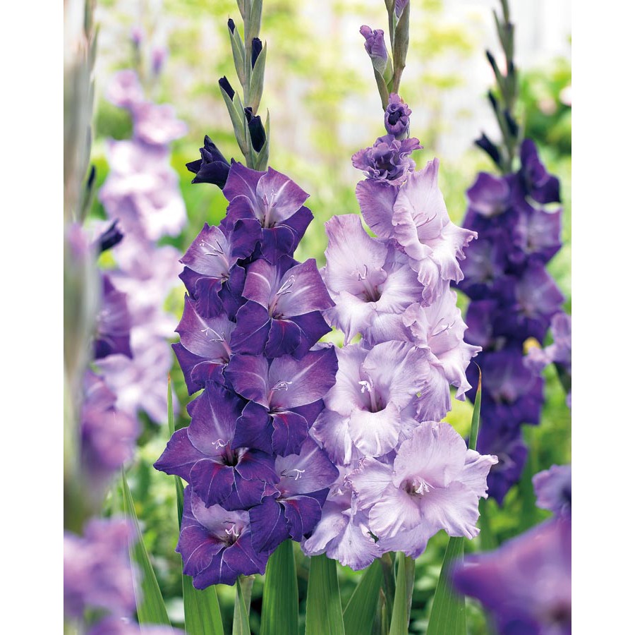 shop garden state bulb 5 28 images shop garden state shop garden state bulb 5 28 images shop garden state
