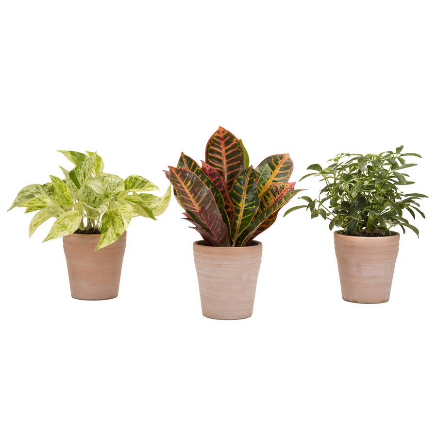 Shop Exotic Angel Plants 10 oz Marble Queen (L20948hp) at Lowes.com