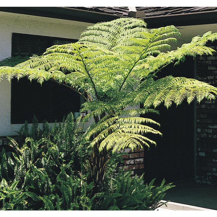 shop 2 29 gallon australian tree fern l11787 at lowes com shop 2 29 gallon australian tree fern l11787 at lowes com