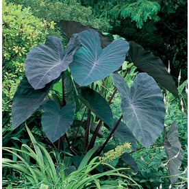 28 best when to transplant elephant ears elephant ears grow best with regular fertilization 28 best when to transplant elephant ears elephant ears grow best with regular fertilization