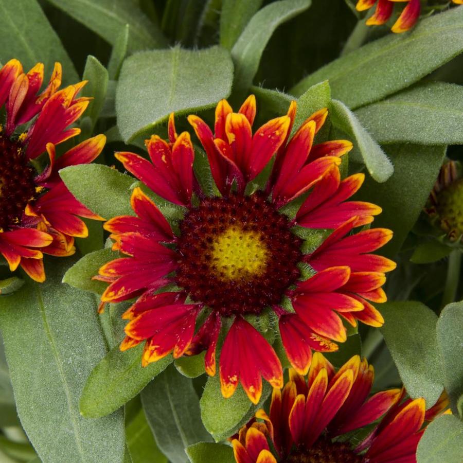 spintop orange halo blanket flower