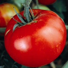 UPC 748404044588 product image for Seeds of Change Martian Giant Tomato Organic Vegetable Seed Packet | upcitemdb.com