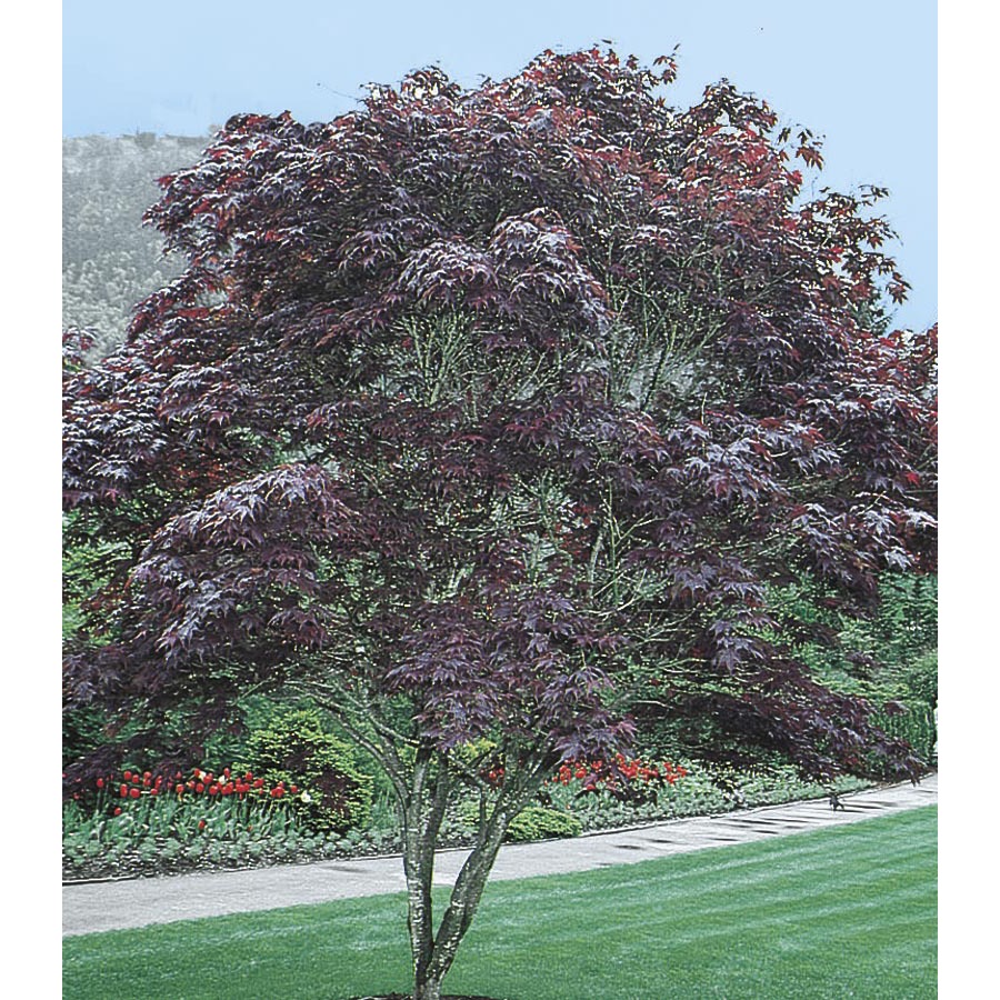 maple tree lowes shop 12 07 gallon bloodgood japanese maple l1088 at lowes maple tree lowes shop 12 07 gallon bloodgood japanese maple l1088 at lowes