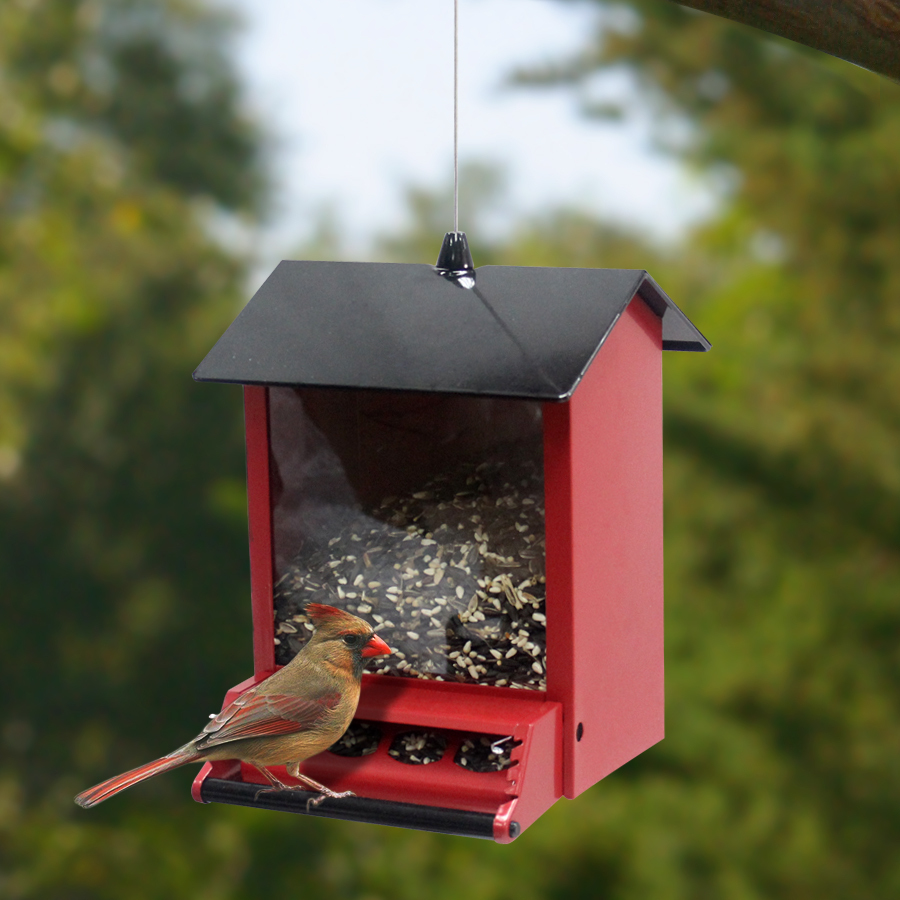 premium peanuts for wild birds