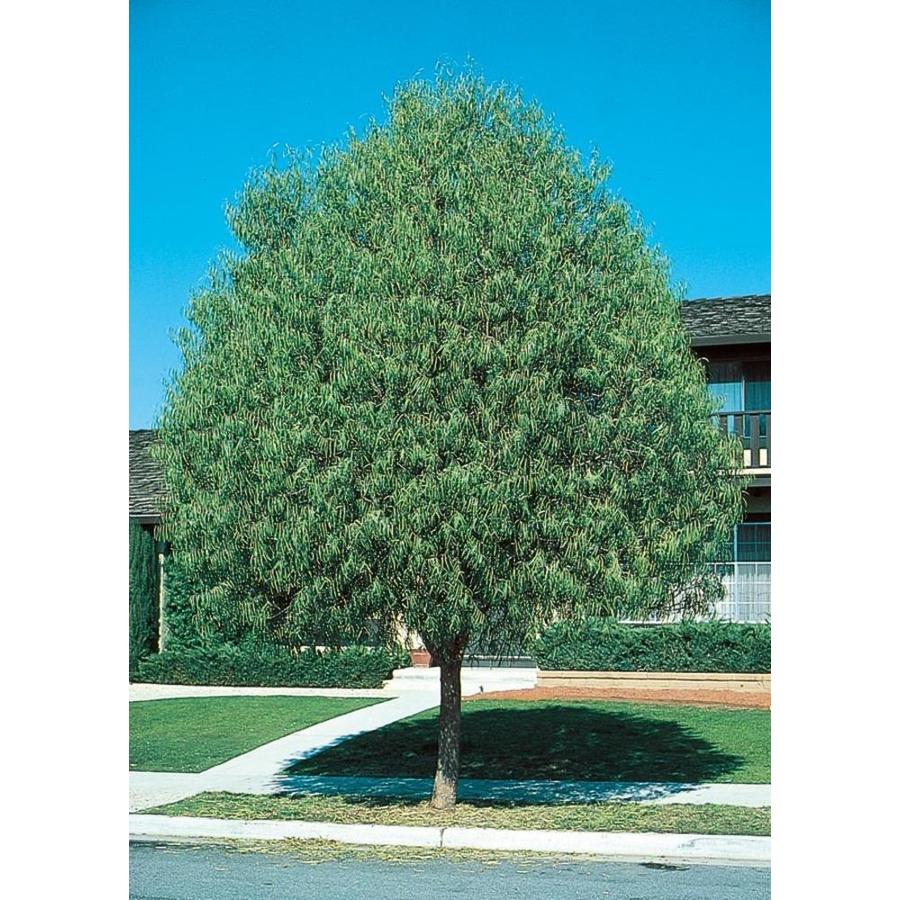 Shop 11.1-Gallon Australian Willow (L9406) at Lowes.com