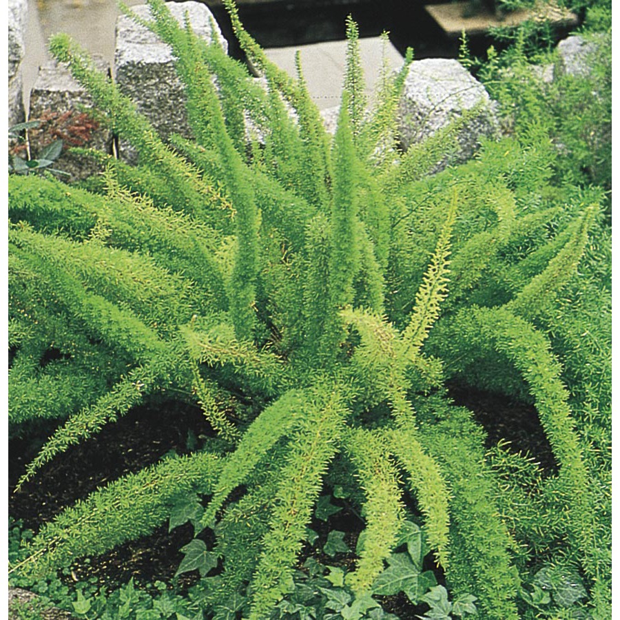 Shop 3.25Gallon Foxtail Fern (LW04091) at