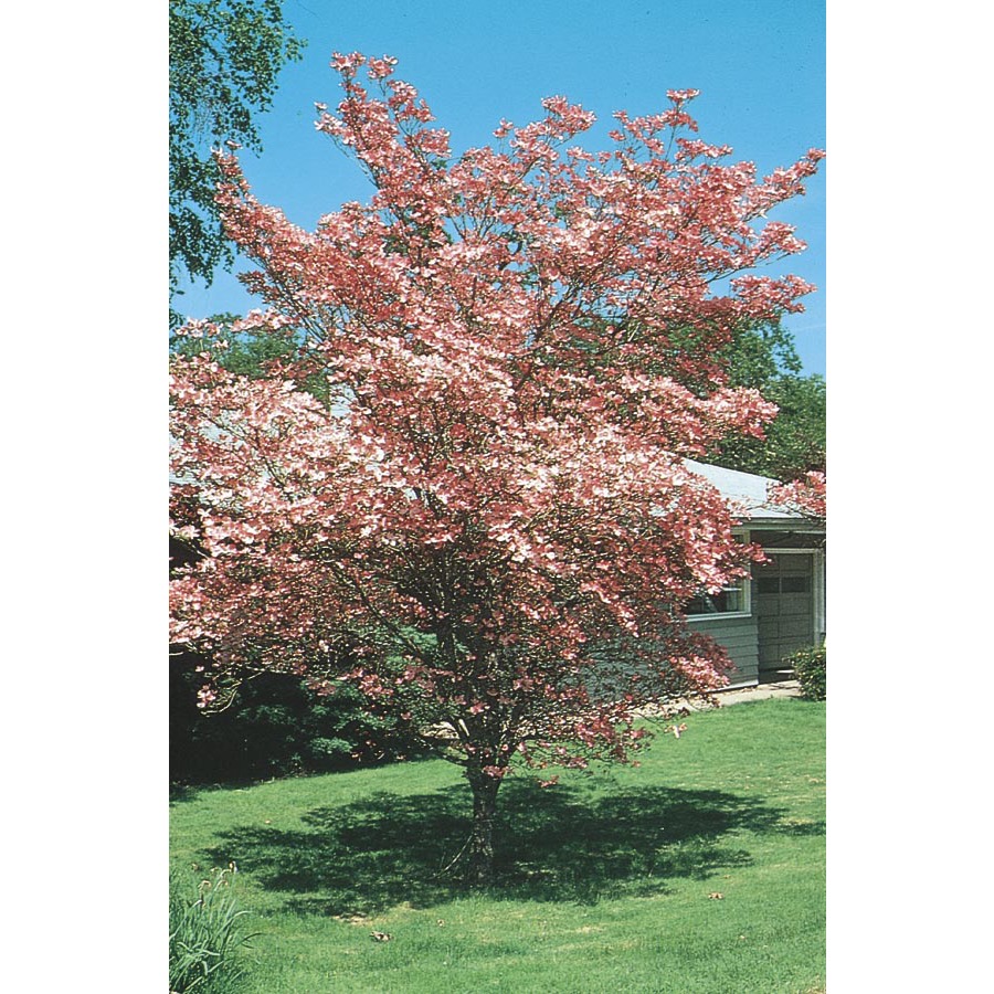 cherokee brave dogwood lowes