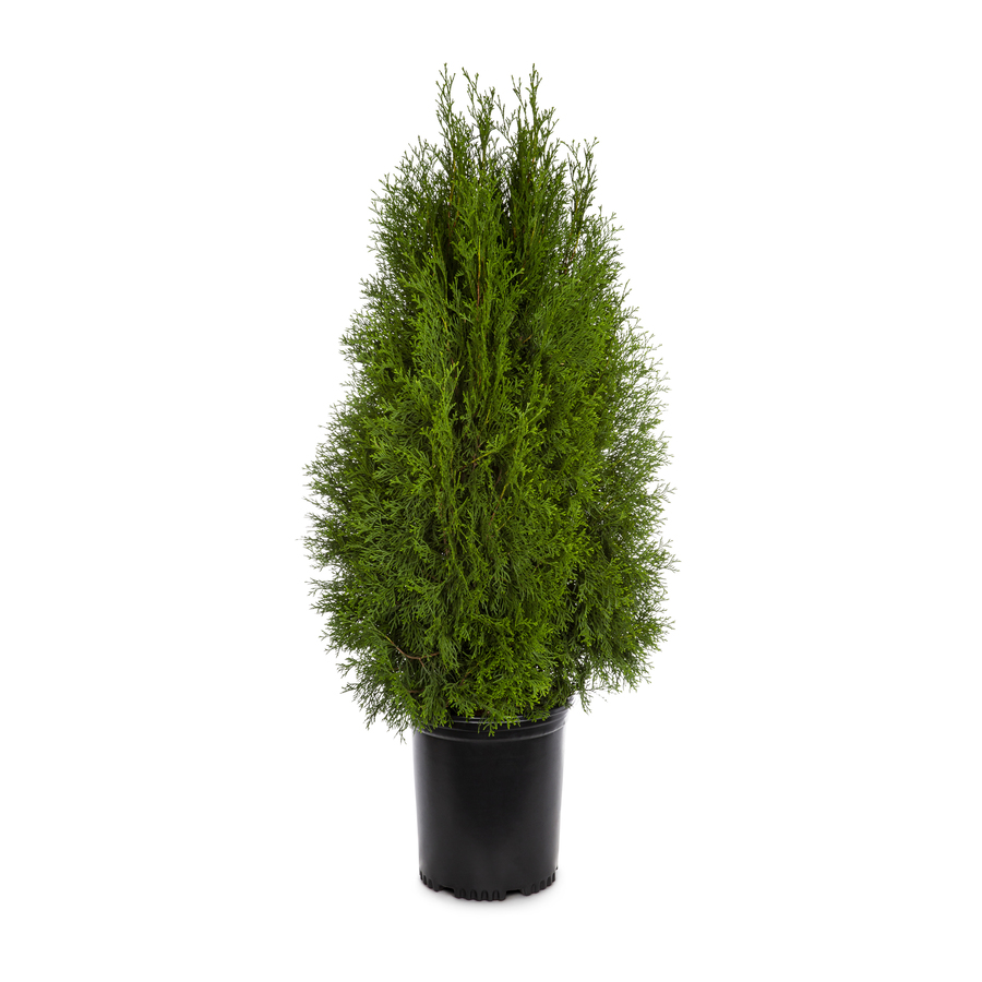 shop 3 58 gallon insignificant emerald green arborvitae l5480 at lowes com shop 3 58 gallon insignificant emerald green arborvitae l5480 at lowes com