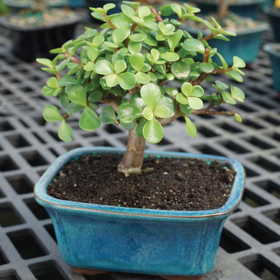 Brussels Live Dwarf Jade Indoor Bonsai Tree 5 Years Old; 6 to 8 Tall with Decorative Container