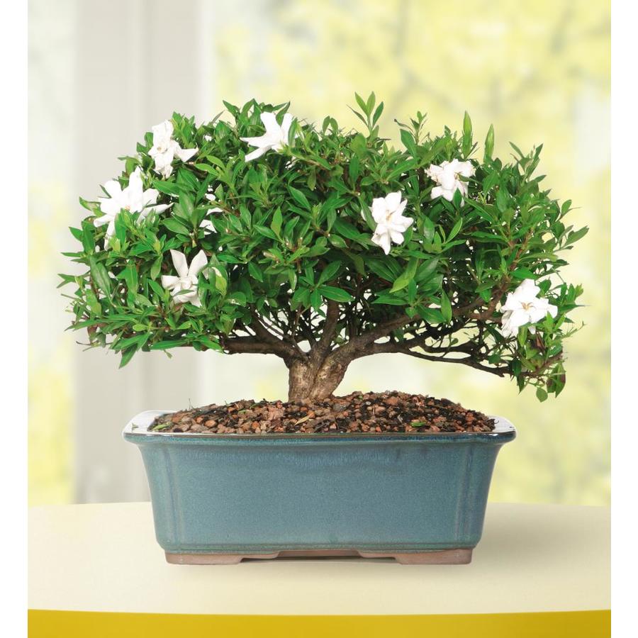 16+ Dwarf Gardenia Bonsai Pictures