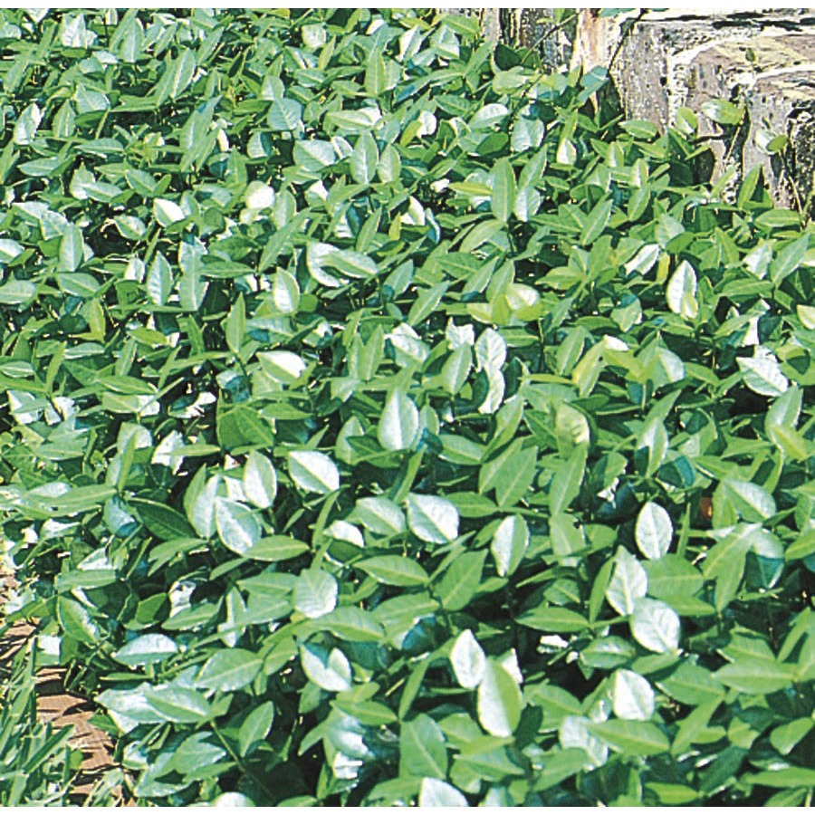 Asian Jasmine Plant 58