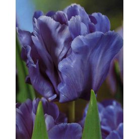  10-Pack Blue Parrot Tulip Bulbs