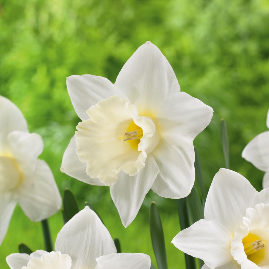 Narcissus Mount Hood