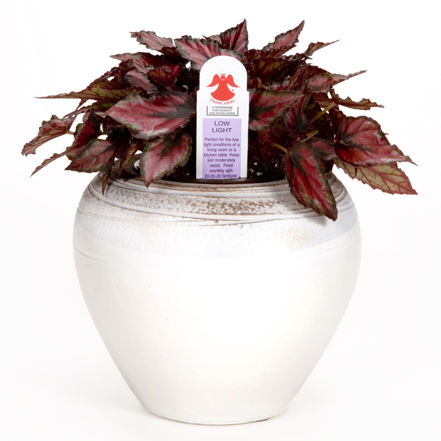 Shop Exotic Angel Plants Tabletop in Planter at