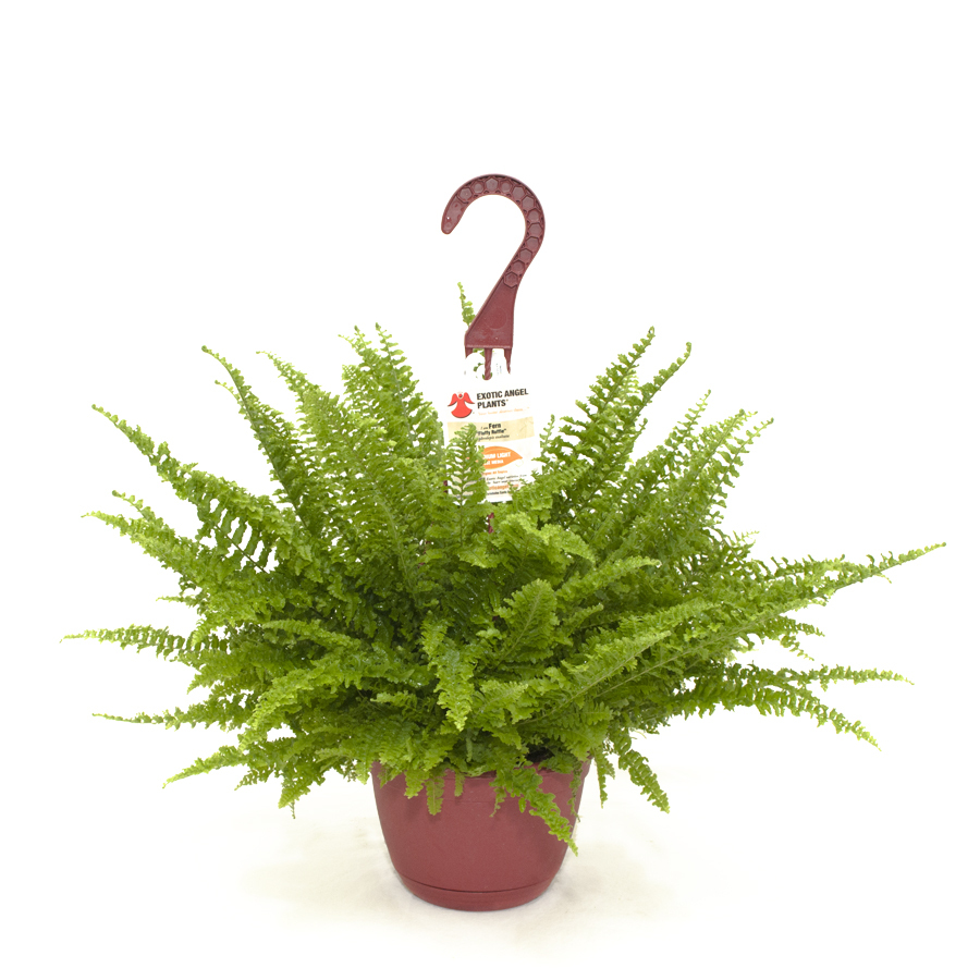 Shop Exotic Angel Plants Fern in 11/2 Quart Tabletop