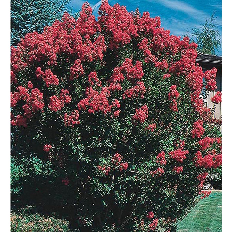 Crape myrtle zone 5 Lookup BeforeBuying