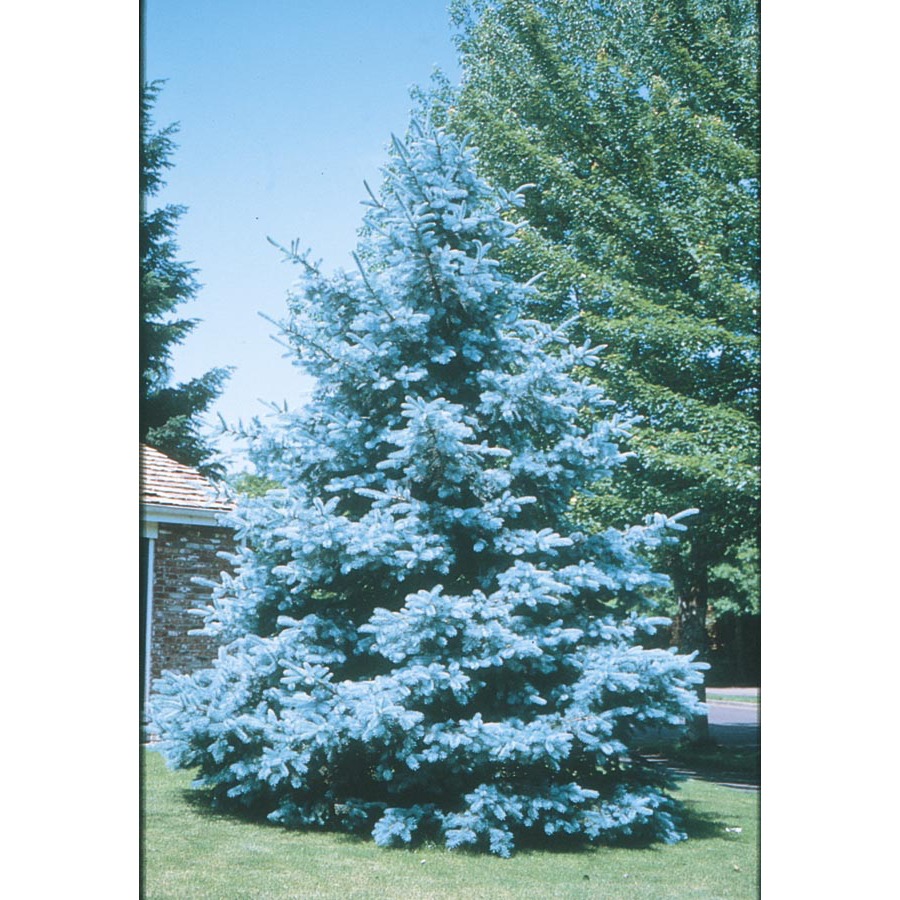 10.25 Gallon Bacheri Blue Spruce (LW02136)